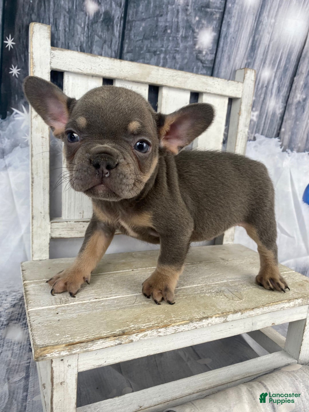 French Bulldog dogs for sale: Hunter - Ad 7
