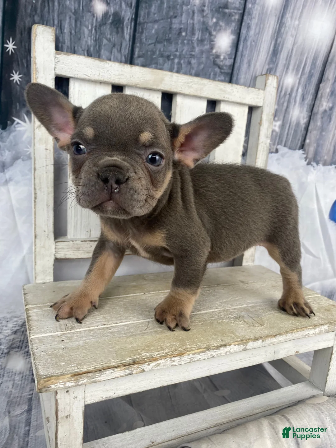 French Bulldog dogs for sale: Hunter - Ad 12