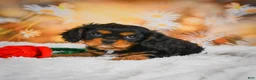 Cavalier King Charles Spaniel dogs for sale: Sammy - Ad 4