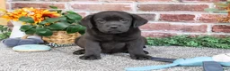 Labrador Retriever dogs for sale: Topaz - Ad 4