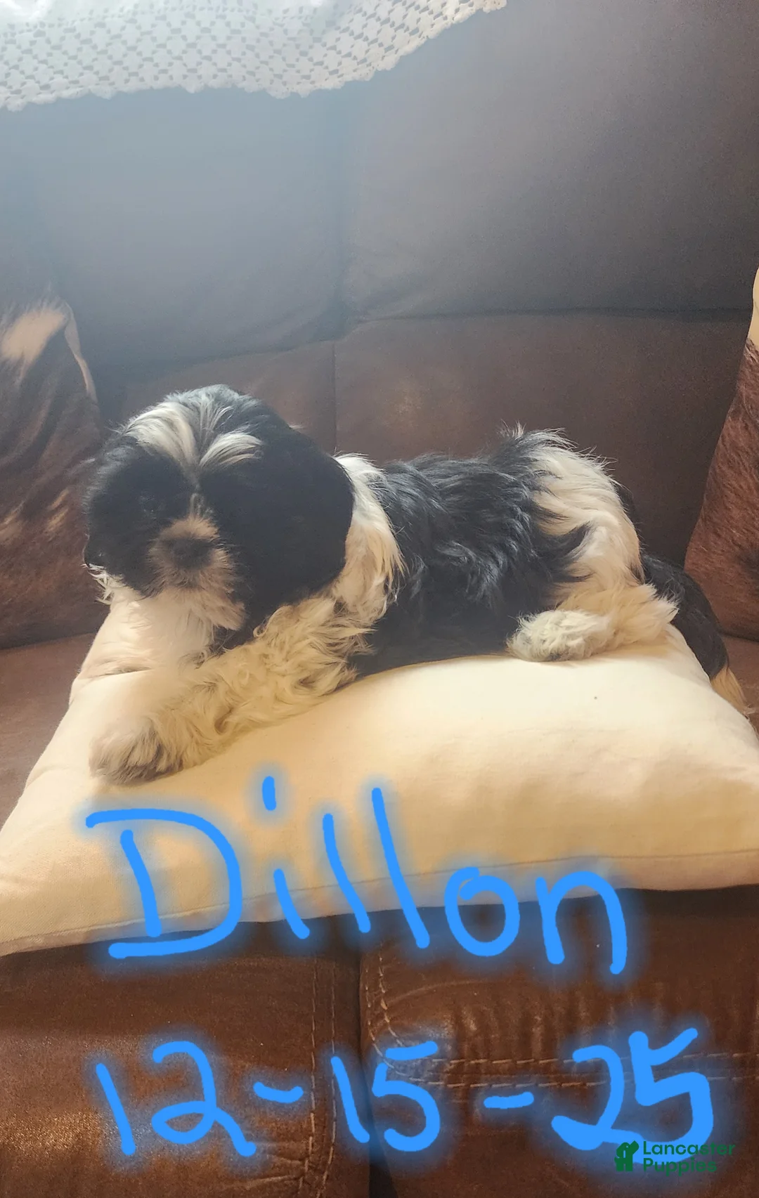 Shih Tzu dogs for sale: Shih Tzu Puppy 1 - Ad 1