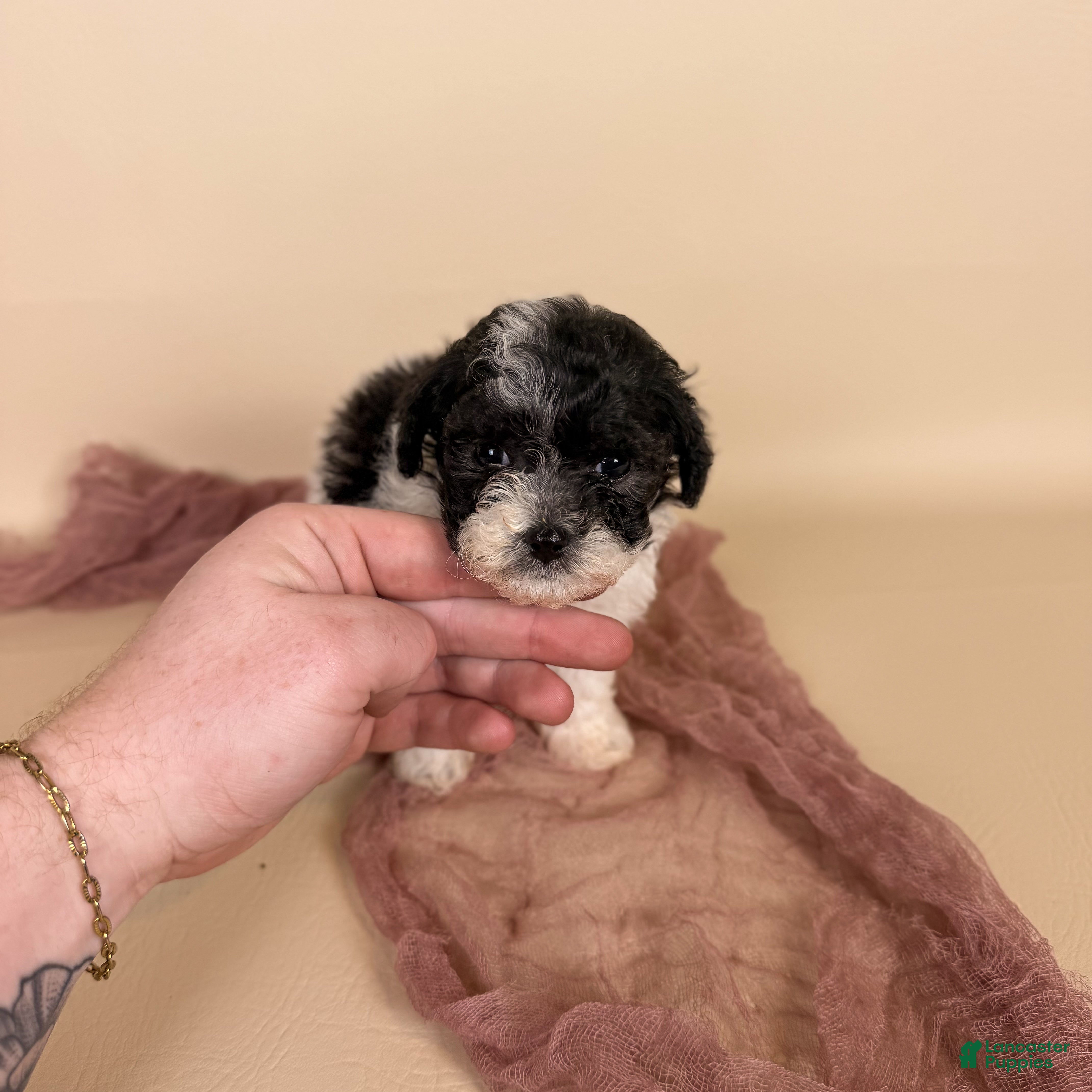 Maltipoo dogs Millie  - Ad 1