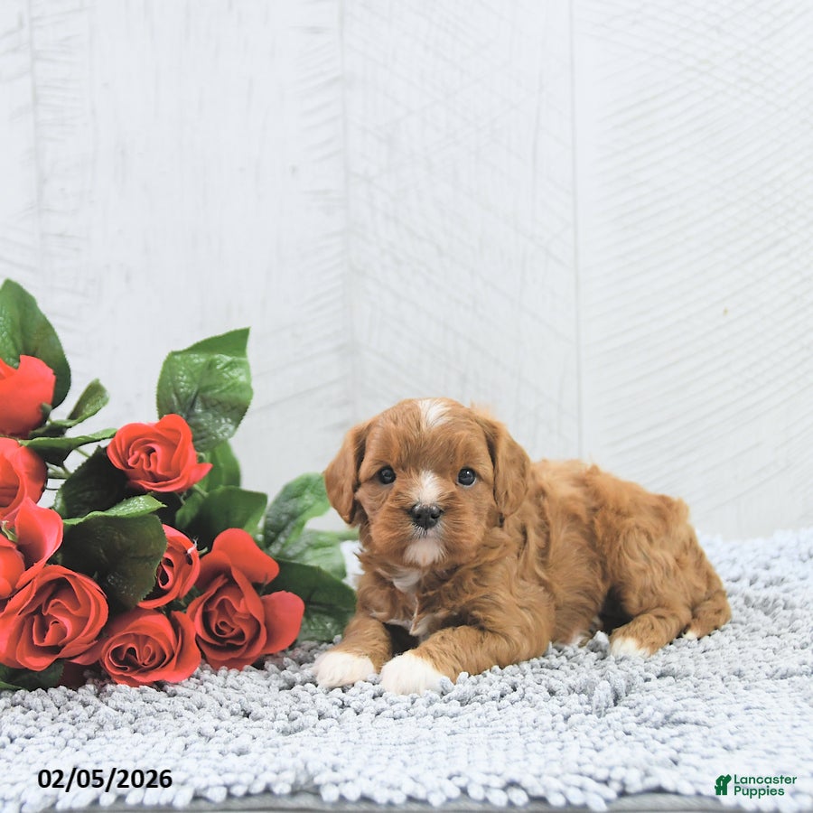 Cavapoo dogs Megan - Ad 15