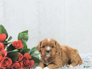 Cavapoo dogs Megan - Ad 15