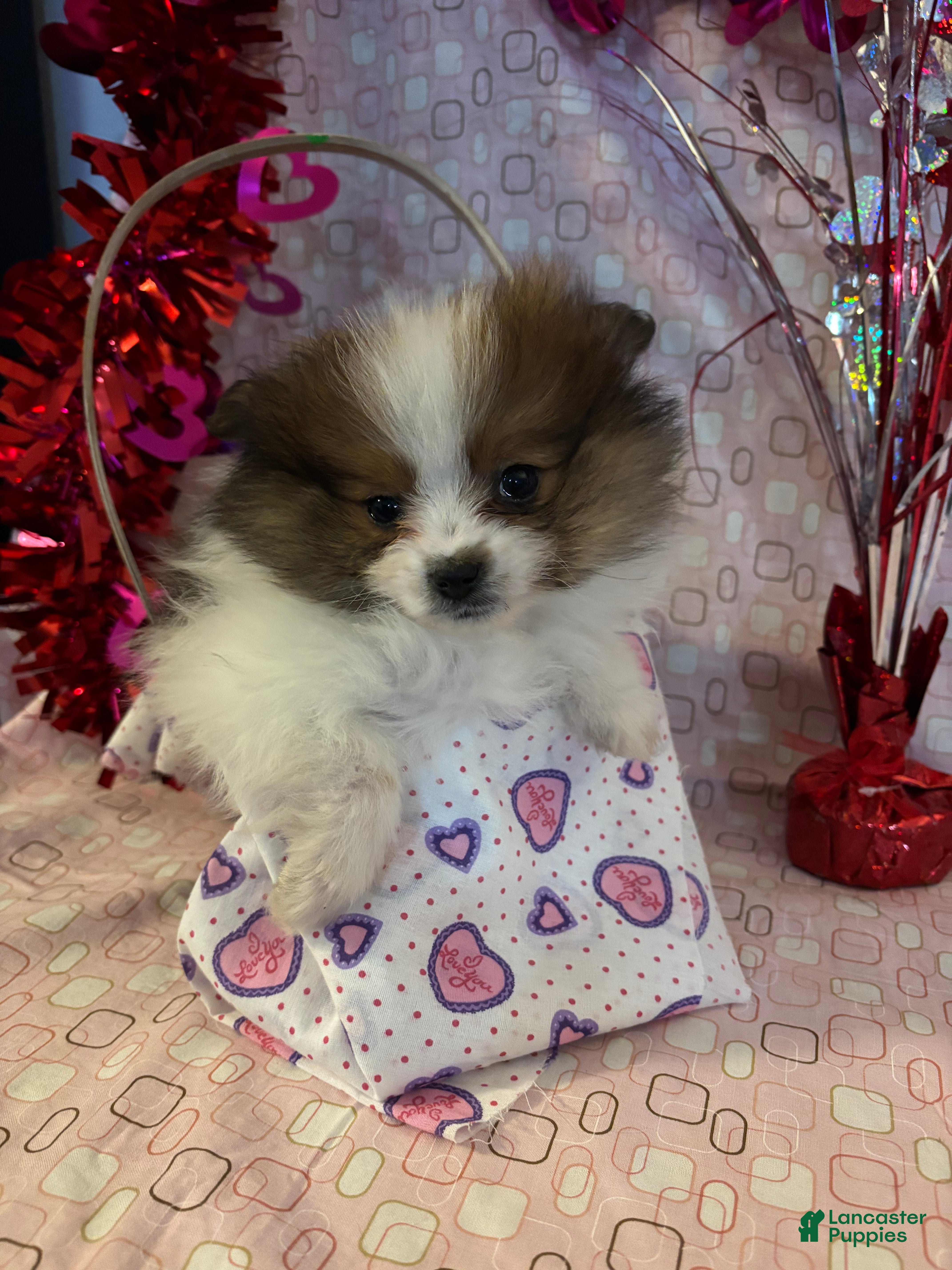 Pomeranian dogs Gillie - Ad 8