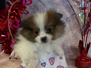 Pomeranian dogs Gillie - Ad 8