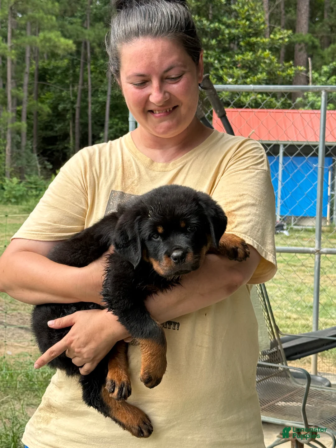 Rottweiler dogs for sale: Rottweiler Puppy 4 - Ad 1