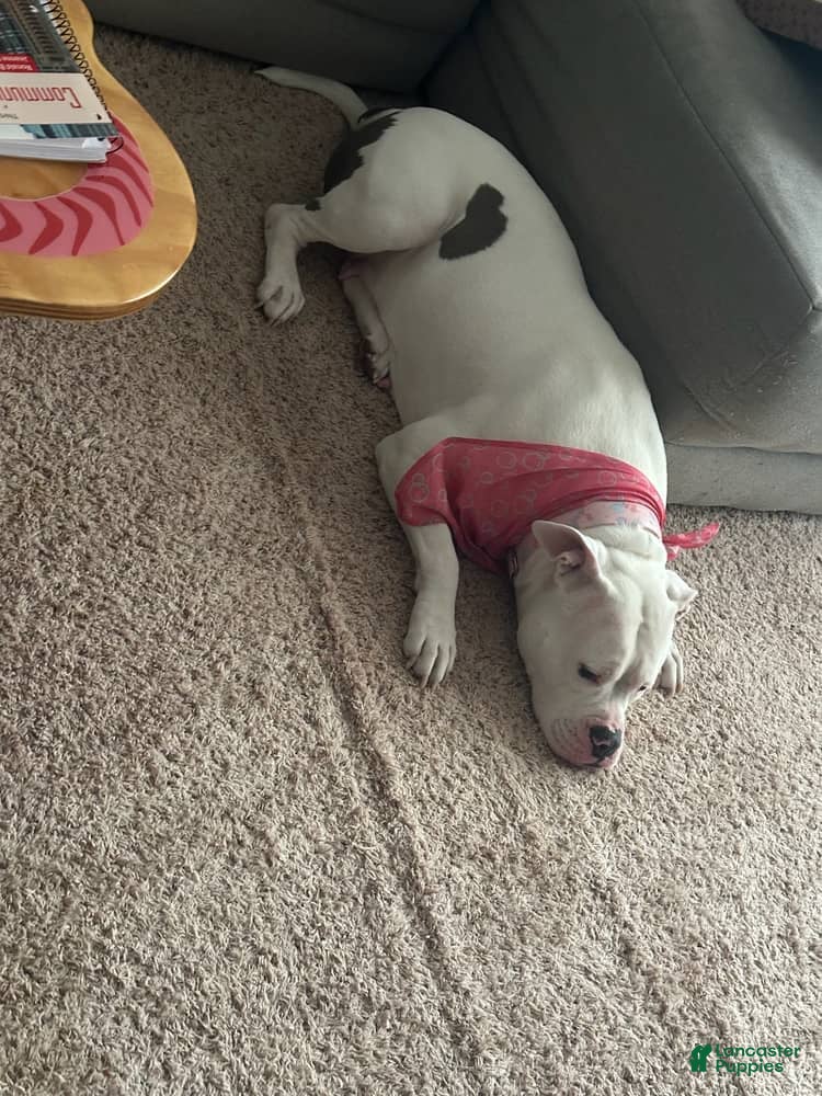 American Bully dogs American Bully Puppy 1 - Ad 22