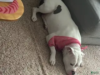 American Bully dogs American Bully Puppy 1 - Ad 22