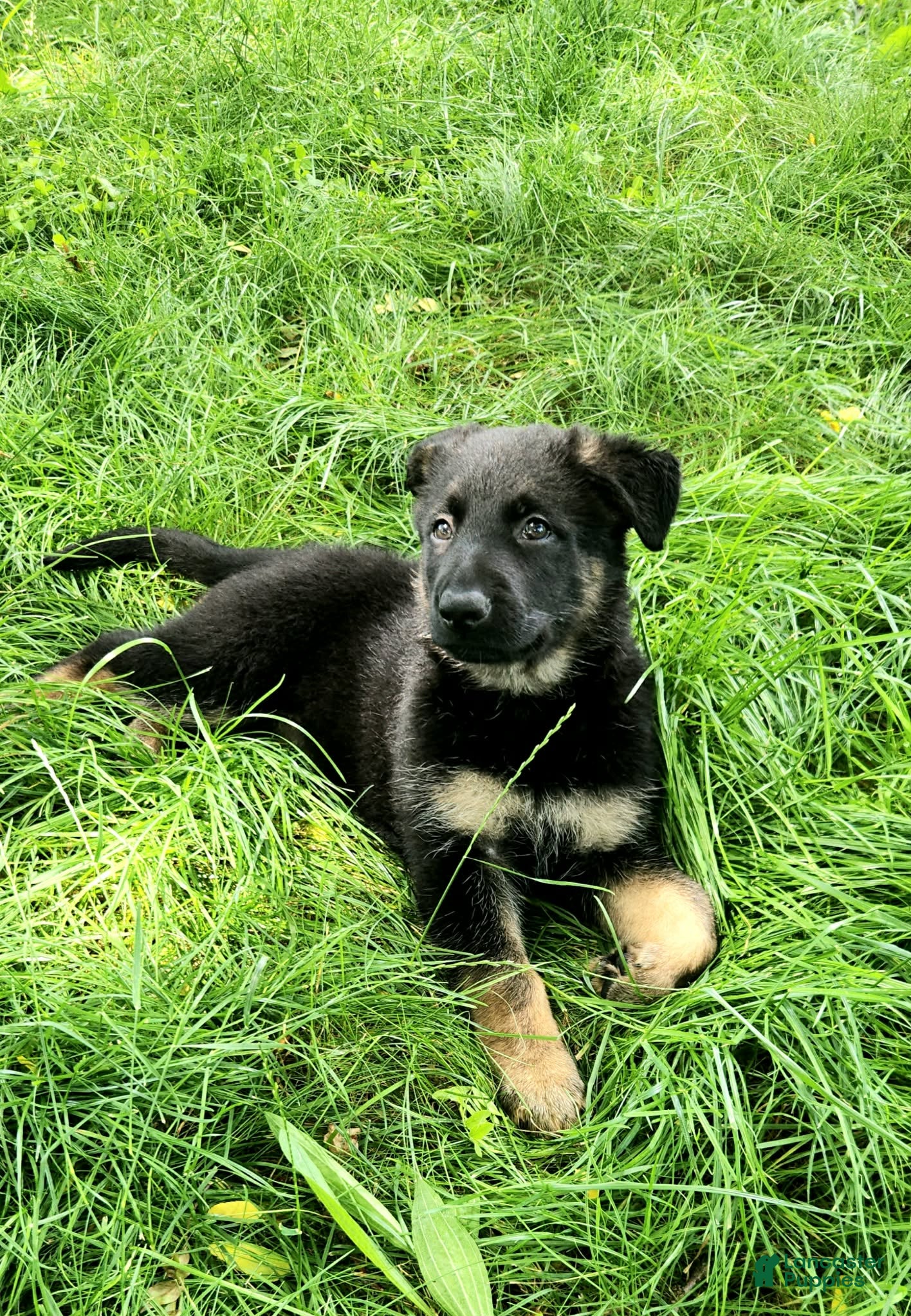 German Shepherd dogs German Shepherd Puppy 2 - Ad 1
