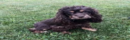 Cocker Spaniel dogs for sale: Karla - Ad 8