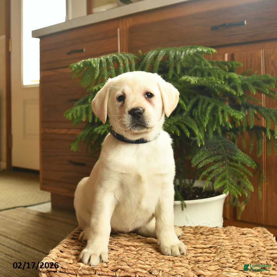 Labrador Retriever dogs Gwen  - Ad 1