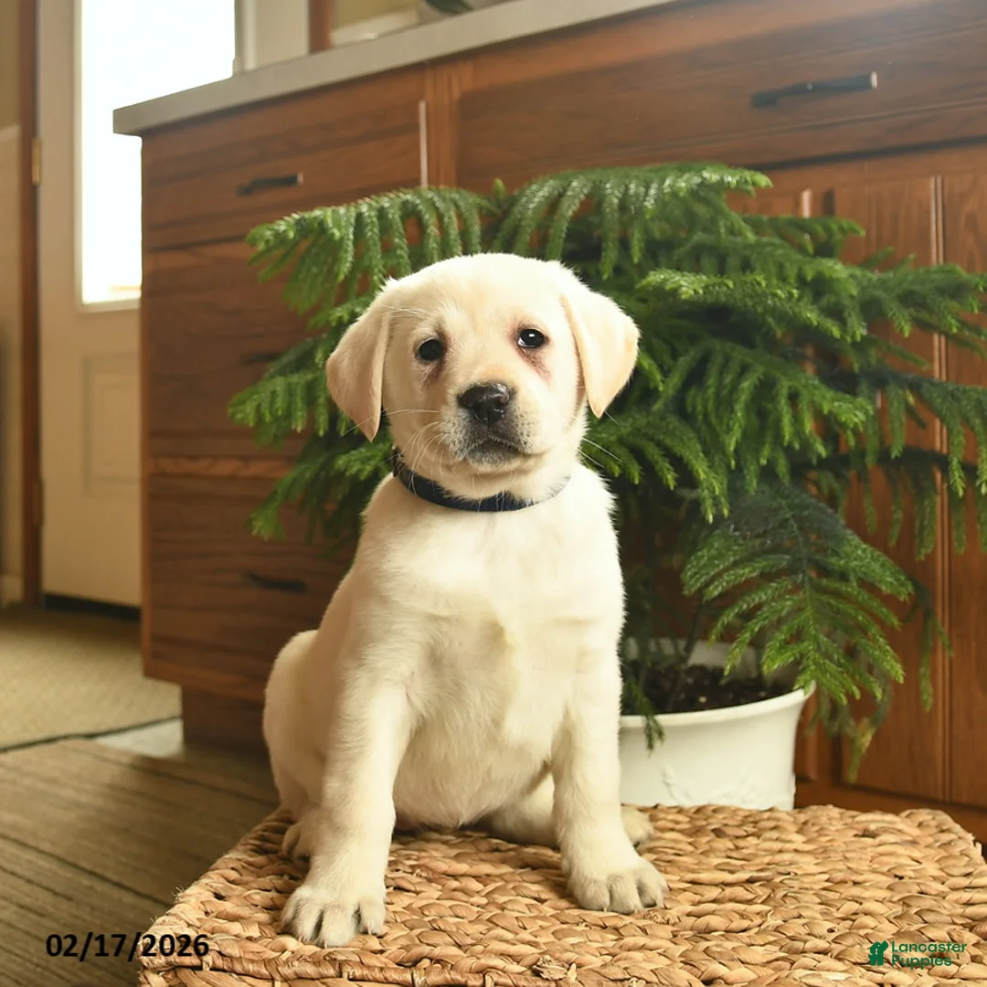 Labrador Retriever dogs for sale: Gwen  - Ad 1