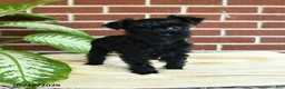Yorkshire Terrier dogs for sale: Raven - Ad 4