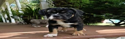 Mixed Breed dogs for sale: SALE! Dynamo - Ad 6
