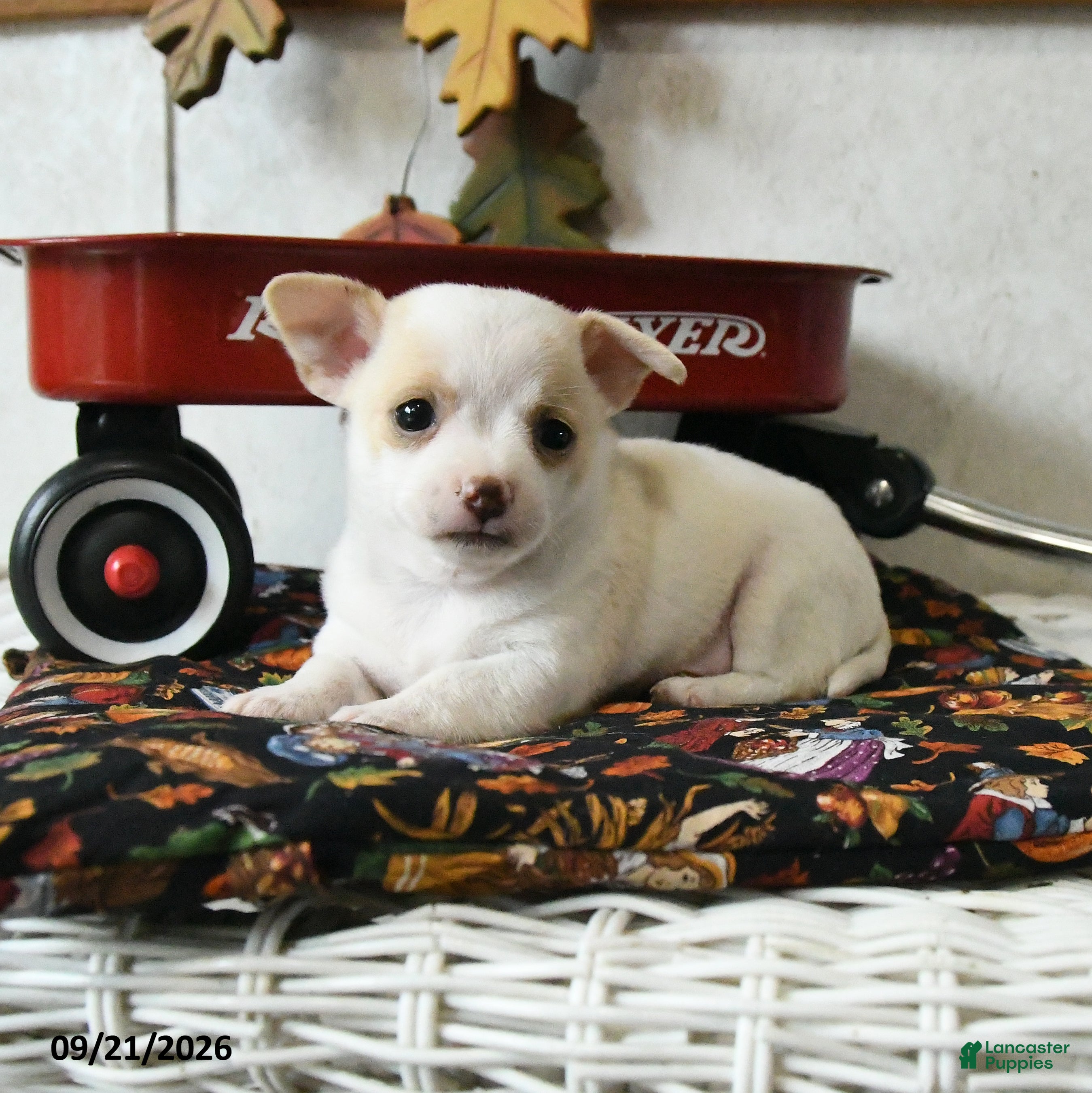 Chihuahua dogs Archie - Ad 2