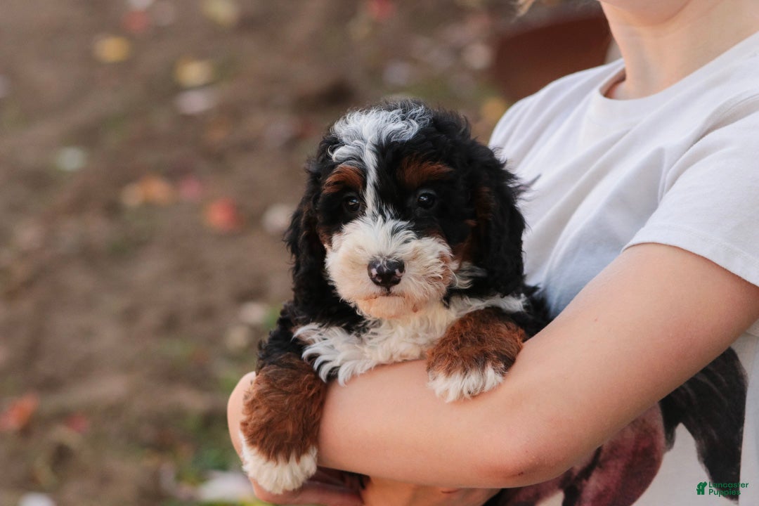 Bernedoodle dogs Ridge Miniature Bernedoodle  - Ad 2