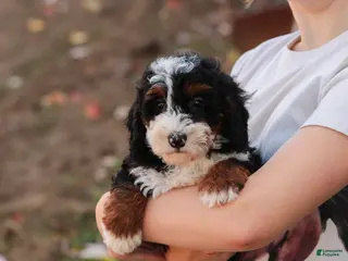 Bernedoodle dogs Ridge Miniature Bernedoodle - Ad 2
