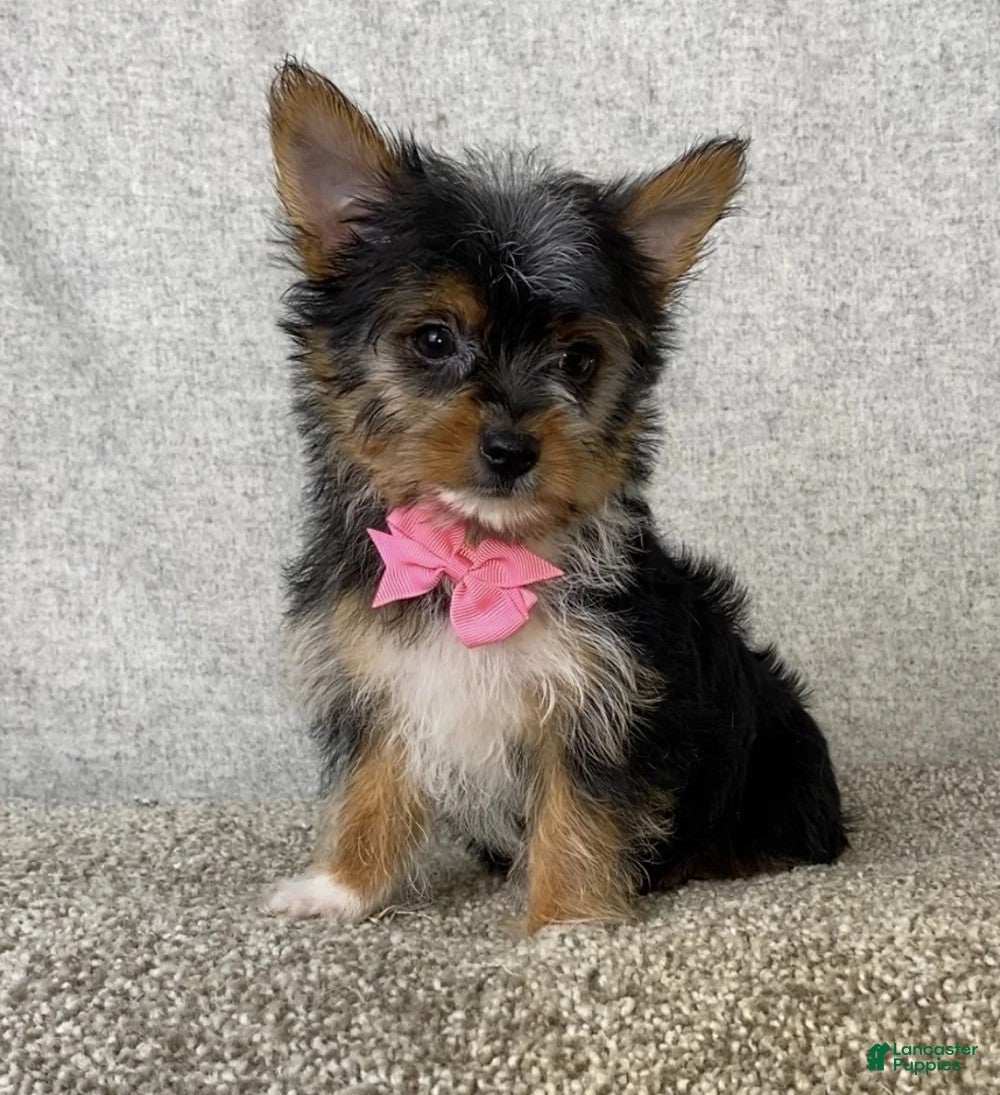 Yorkshire Terrier dogs Jasmine - Ad 2