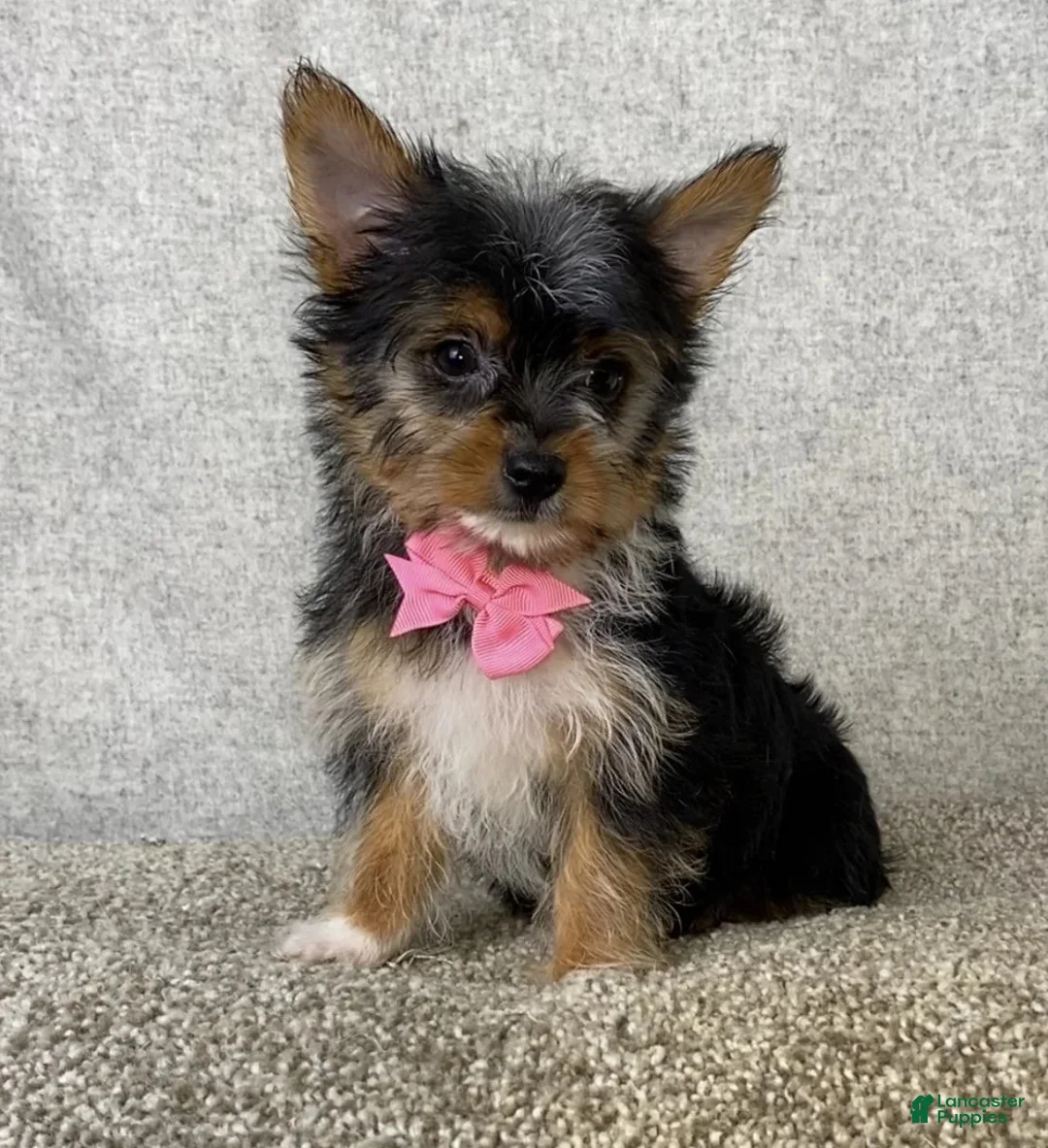 Yorkshire Terrier dogs for sale: Jasmine - Ad 2