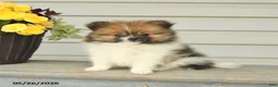 Pomeranian dogs for sale: Glen - Ad 4