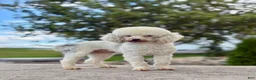 Corgipoo dogs for sale: Dougie-F1B-CorgiPoo Merle - Ad 12