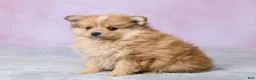 Pomeranian dogs for sale: Lilly - Ad 2
