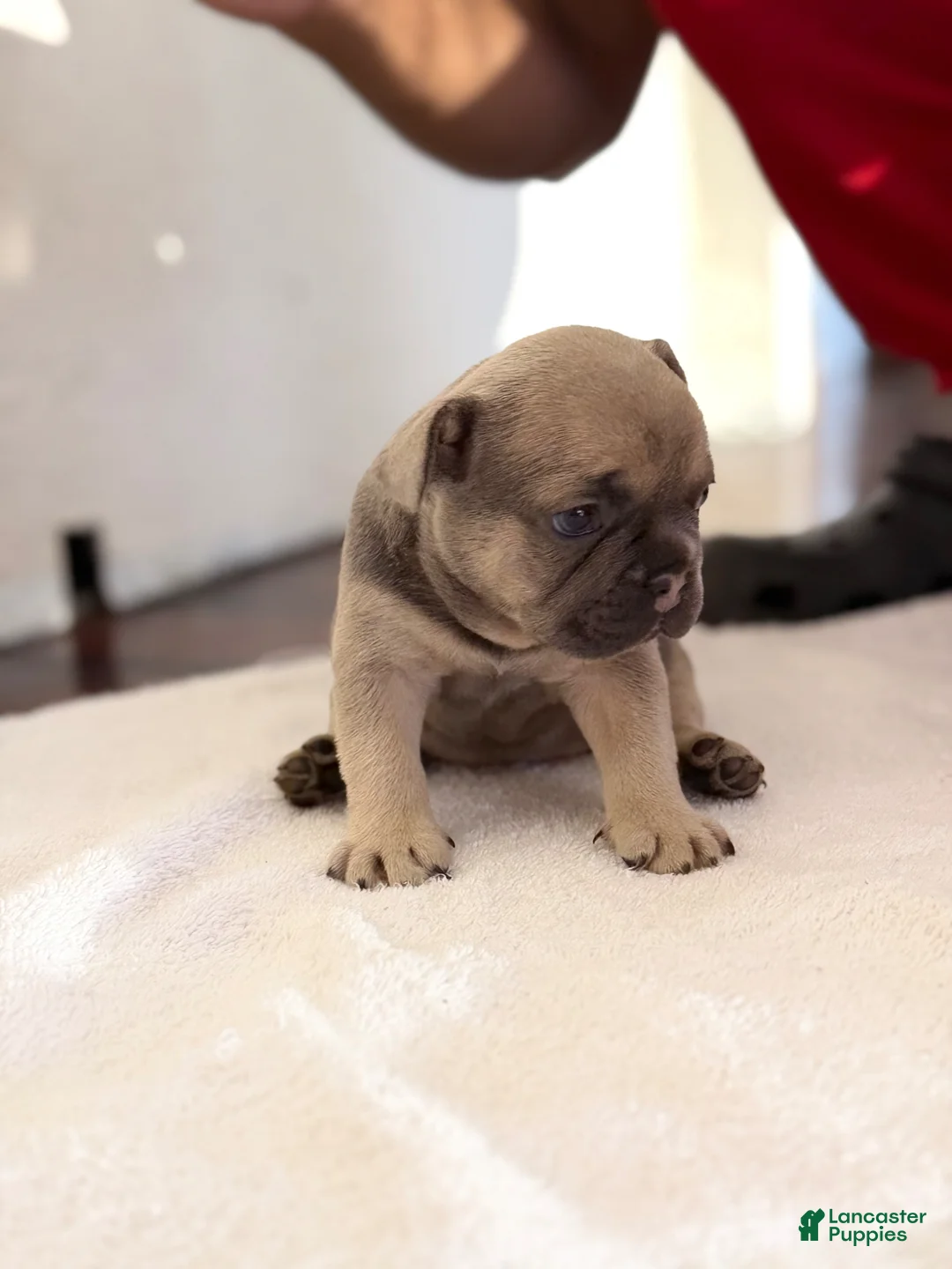 French Bulldog dogs for sale: French Bulldog Puppy 2 - Ad 1
