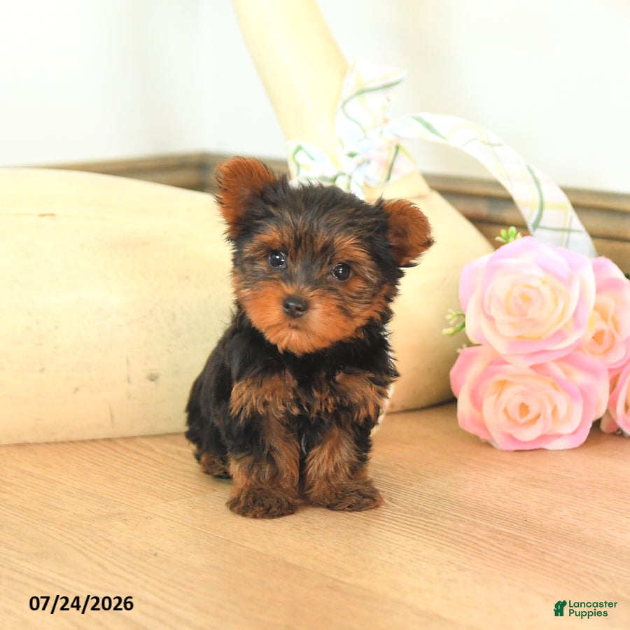 Yorkshire Terrier dogs Mason - Ad 1