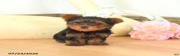 Yorkshire Terrier dogs for sale: Mason - Ad 1