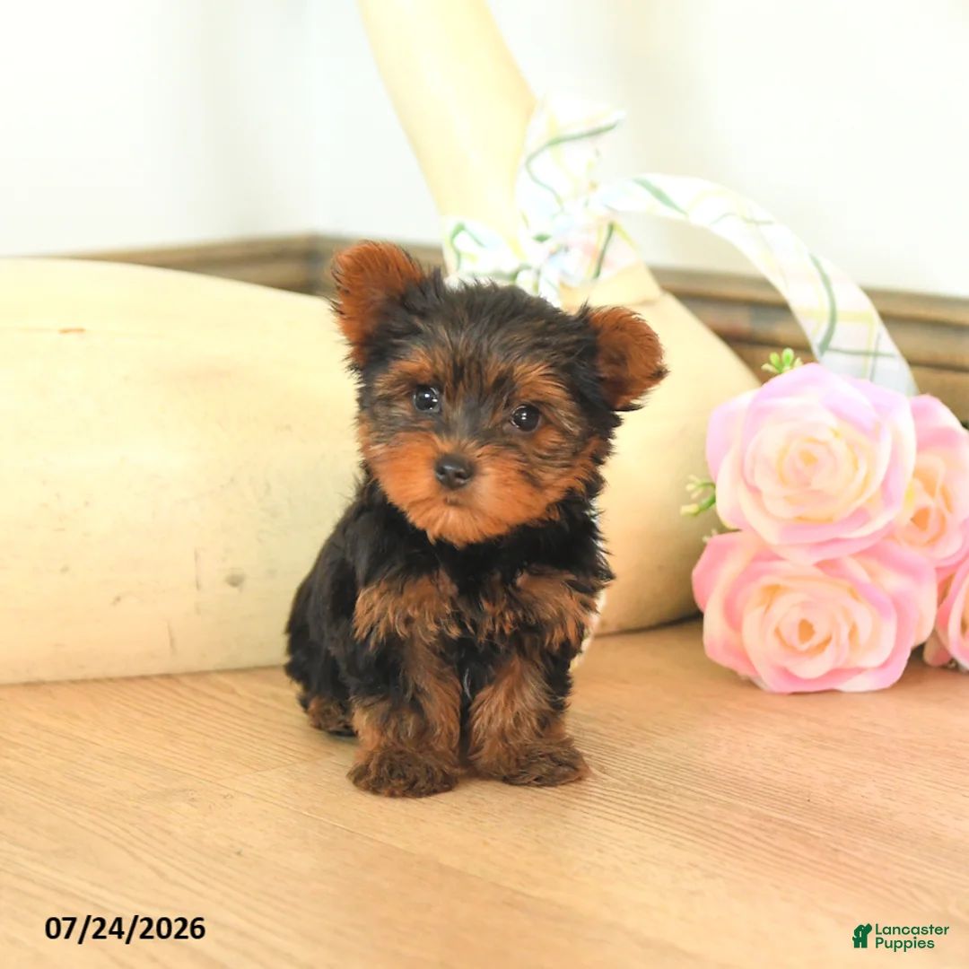 Yorkshire Terrier dogs for sale: Mason - Ad 1