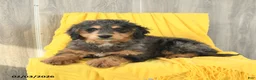 Mini Bernedoodle dogs for sale: Sawyer - Ad 4