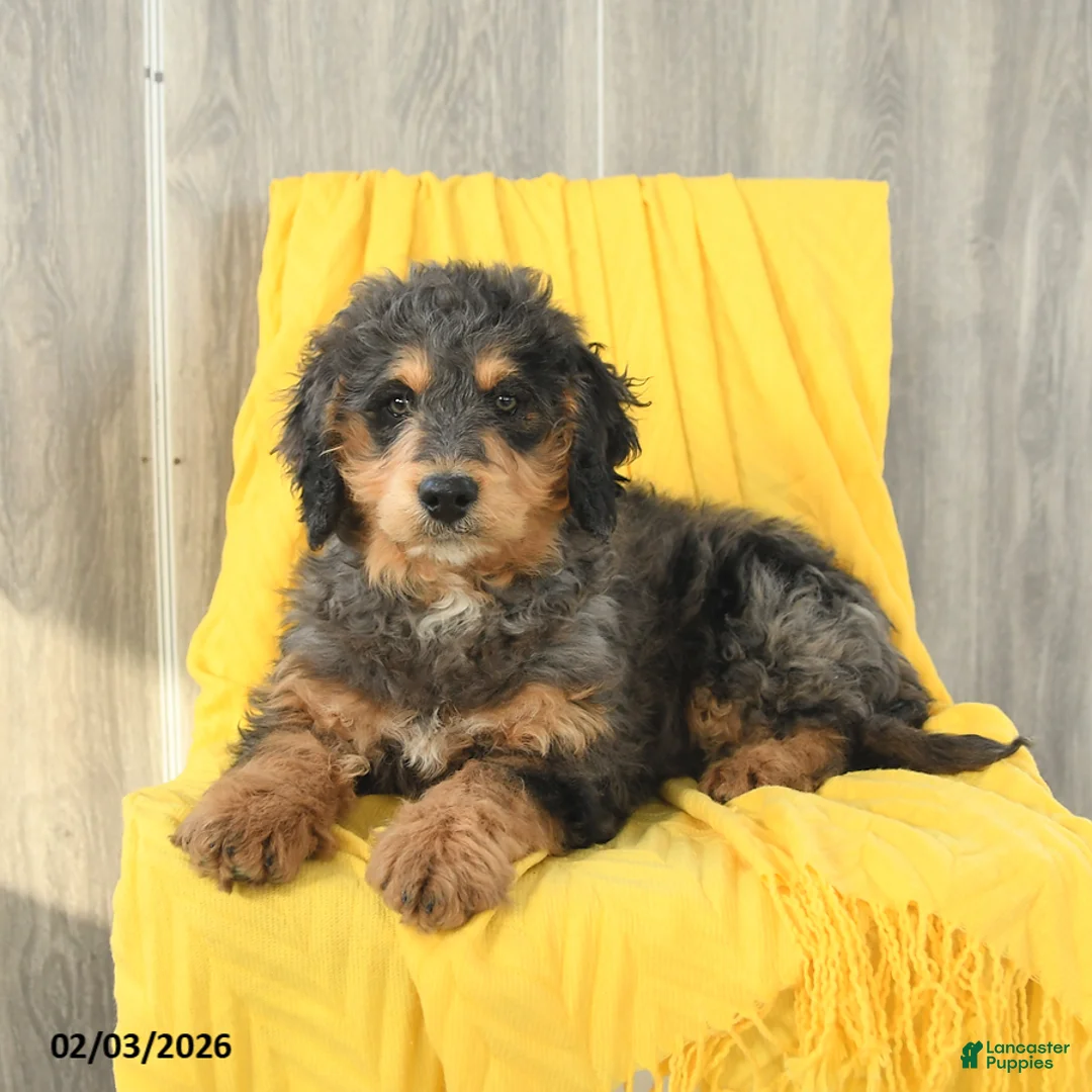 Mini Bernedoodle dogs for sale: Sawyer - Ad 4