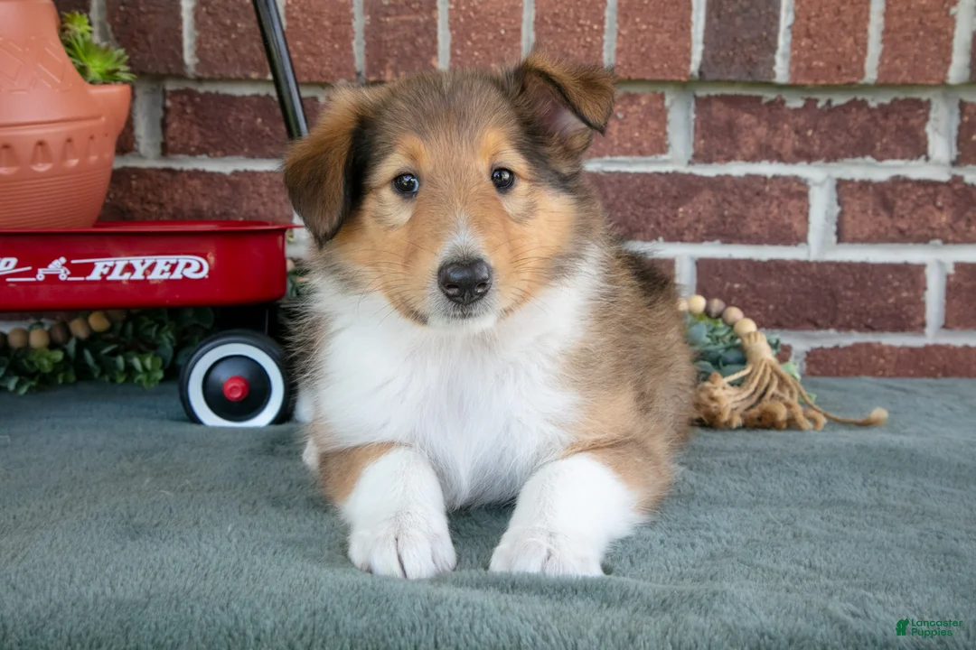 Collie dogs for sale: Nancy - Ad 2