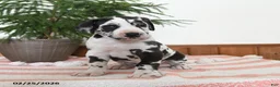 Great Dane dogs for sale: Nova - Ad 5