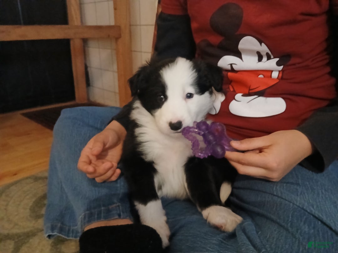 Mixed Breed dogs for sale: Border Collie Blend - Black and White - Ad 7