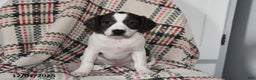 Mixed Breed dogs for sale: Babe - Ad 2