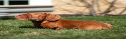 Dachshund dogs for sale: Harry - Ad 6