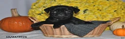 Pug dogs for sale: Shadow - Ad 2
