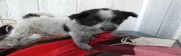 Australian Cattle Dog dogs for sale: Australian Cattle Dog 5 Busco` - Ad 8