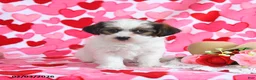 Shorkie dogs for sale: Rosie - Ad 4