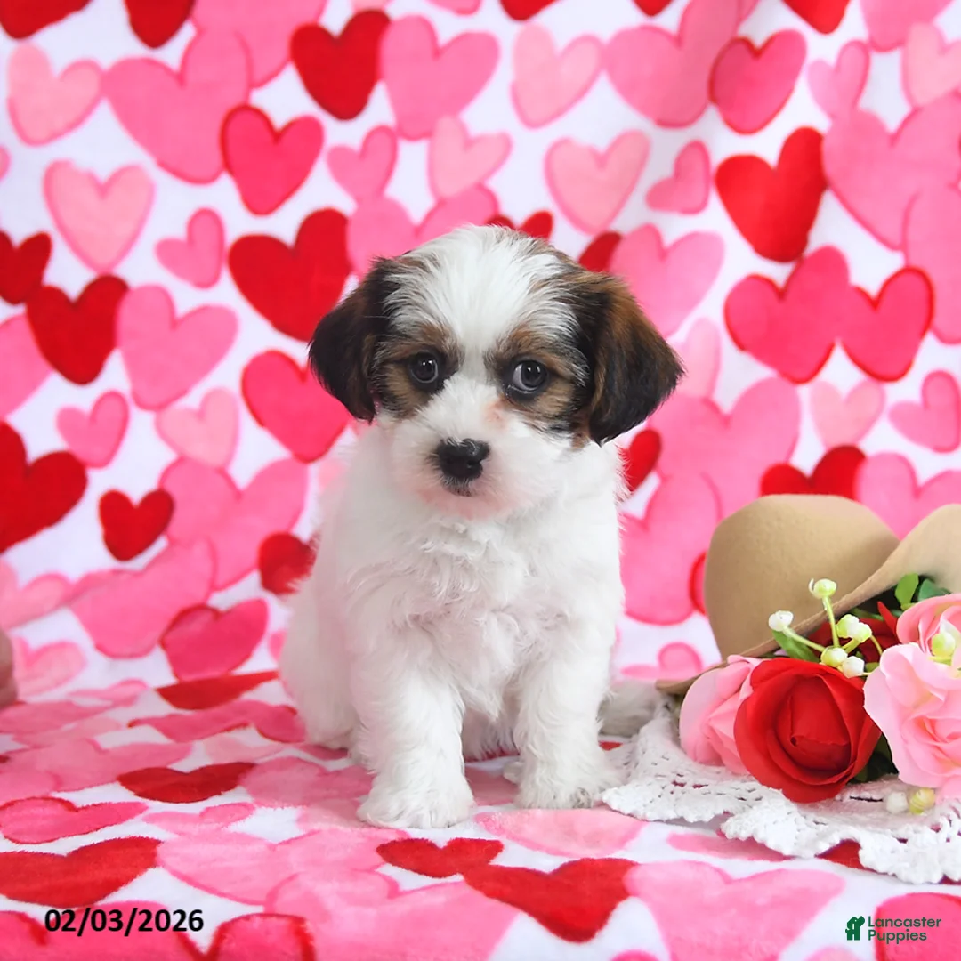 Shorkie dogs for sale: Rosie - Ad 4