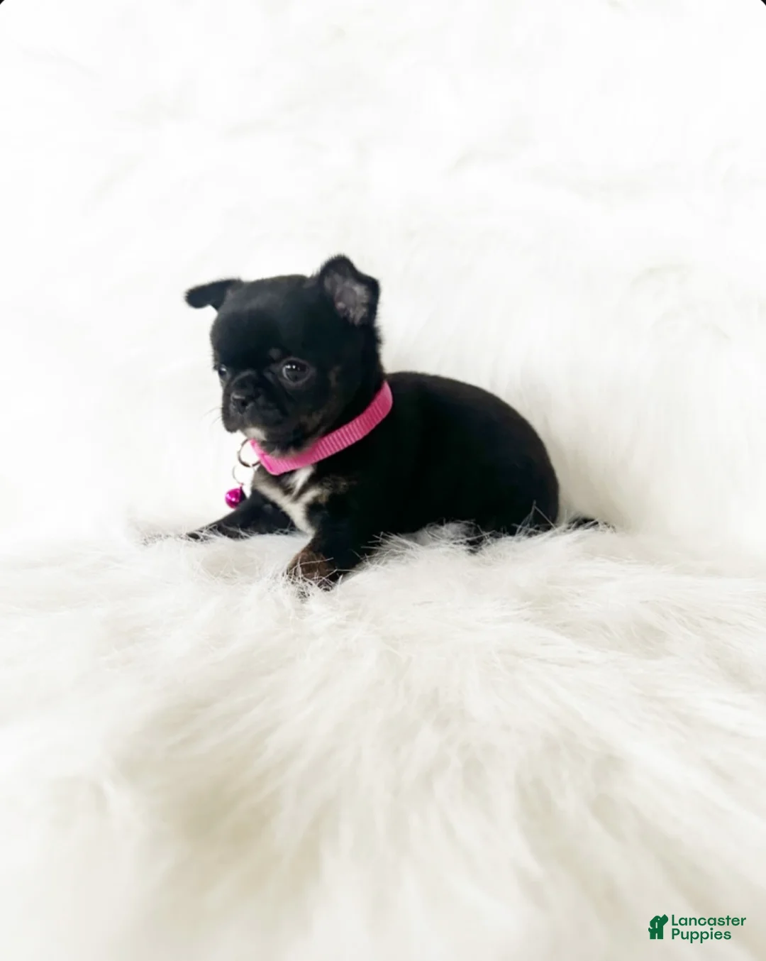 Chihuahua dogs for sale: Cherry - Ad 2