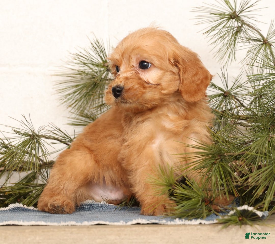 Mini Goldendoodle dogs for sale: Mitch - Ad 9