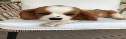 Cavalier King Charles Spaniel dogs for sale: Cavalier King Charles Spaniel 1 - Ad 6