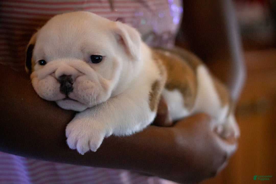 English Bulldog dogs for sale: Diesel - Ad 2
