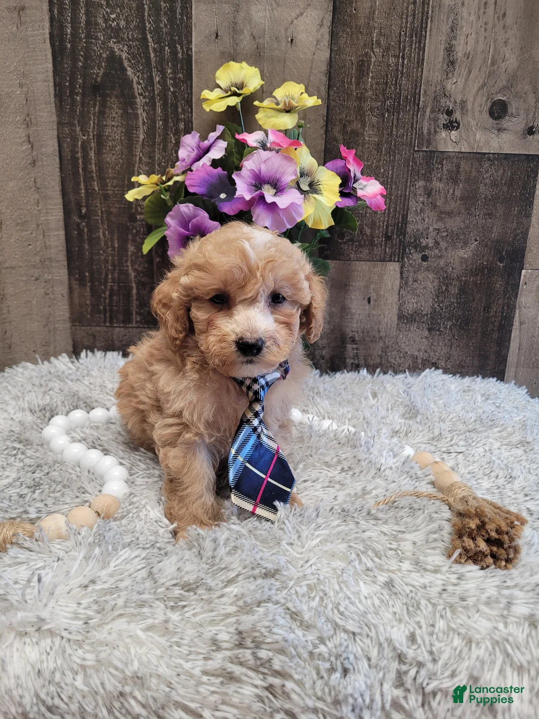 Mixed Breed dogs for sale: Hector - Ad 5