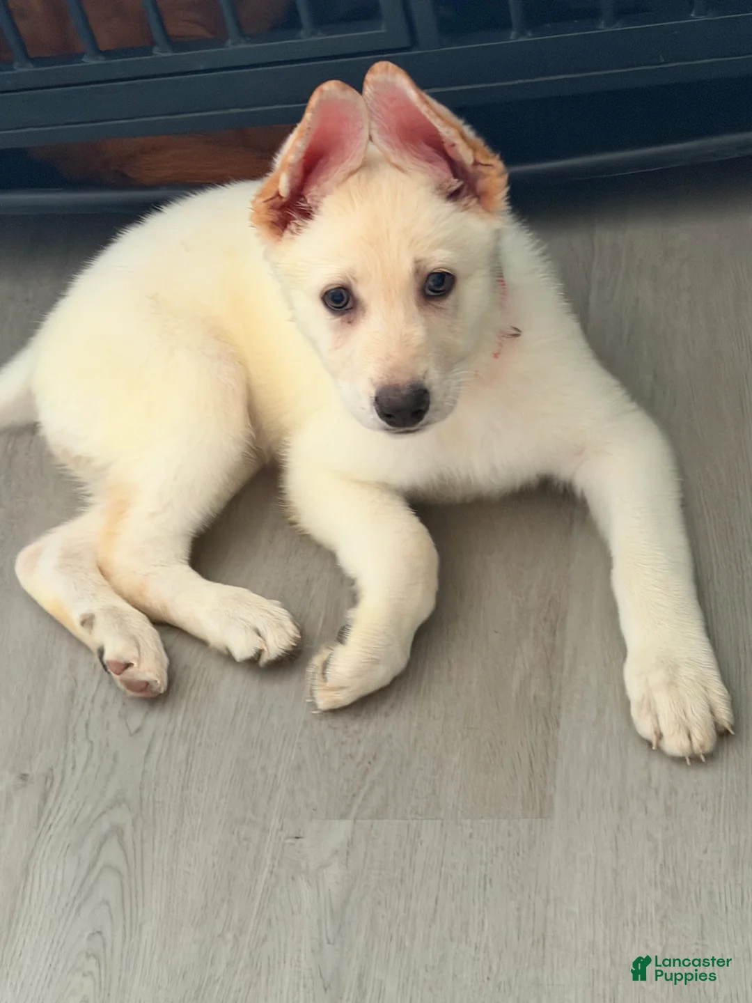 German Shepherd dogs for sale: Yellow - Ad 1