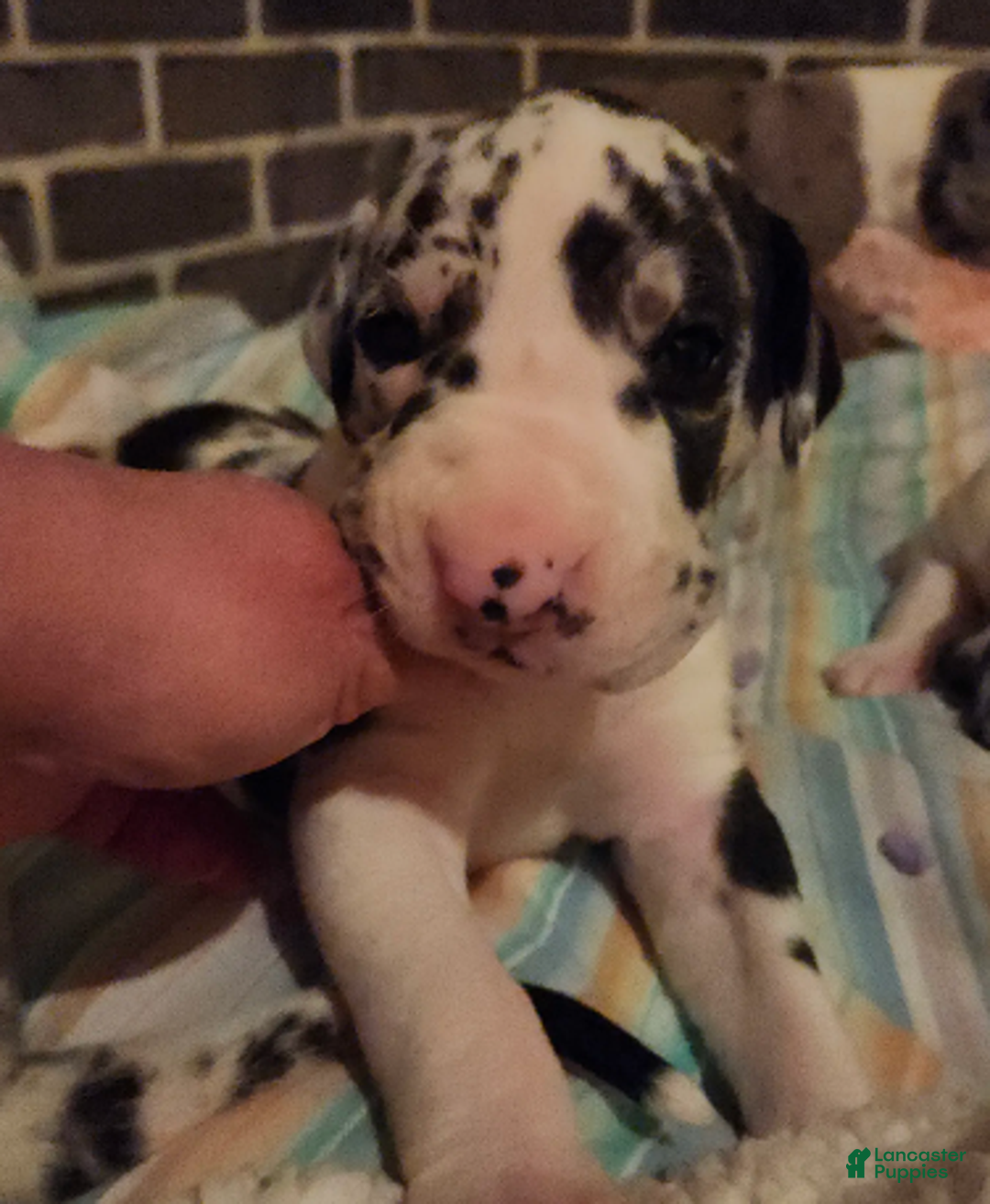 Great Dane dogs for sale: CH European Harl #1 - Ad 1