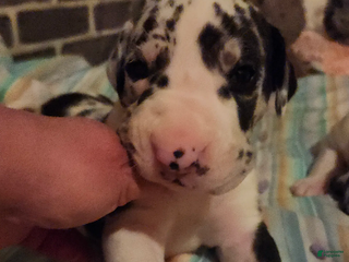 Great Dane dogs CH European Harl #1 - Ad 1